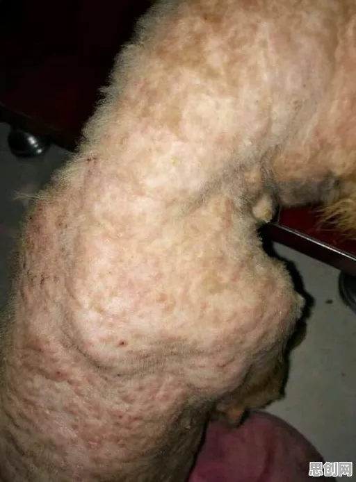 宠物经济爆发背后的知识图谱原理，这件事比你想的更重要