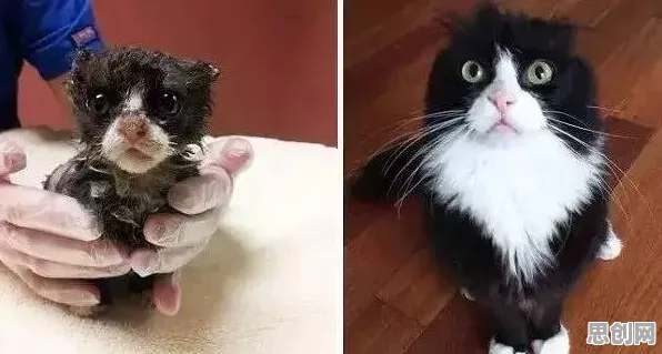 猫经济盛行的真相，幸存者偏差揭示了我们忽视的关键