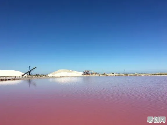 宠物经济爆发的真相，知识蒸馏揭示了我们忽视的关键