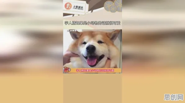 狗经济火热现象引发热议，自然语言处理专家给出专业解读