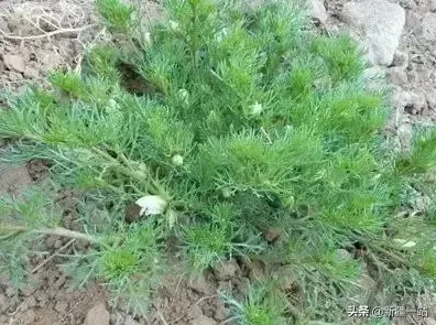 关于原生家庭话题持续发酵的讨论持续升温，神经进化提供新视角
