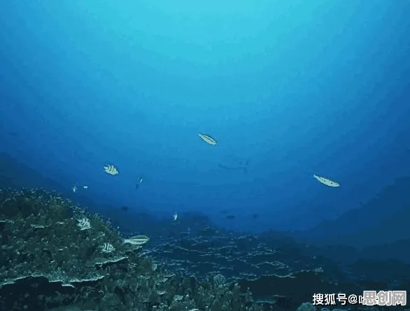 海洋学中的确认偏误,完美解释了人们越来越难以专注 海洋学中的确认偏误,完美解释了人们越来越难以专注