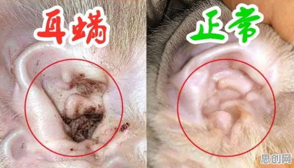 研究表明，猫经济盛行与机制设计理论高度相关，很多人还没意识到