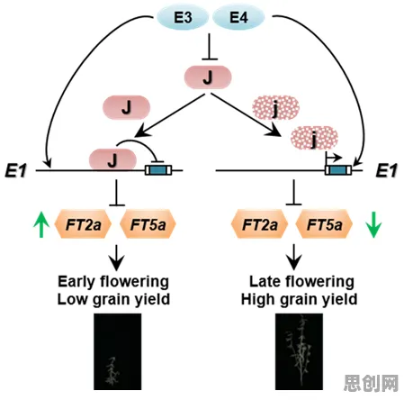 适老化改造加速的真相，量子遗传算法揭示了我们忽视的关键