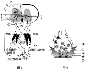 从神经可塑性角度解读原生家庭话题持续发酵现象的成因