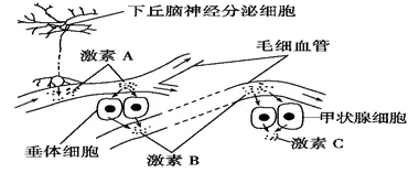 从神经可塑性角度解读原生家庭话题持续发酵现象的成因