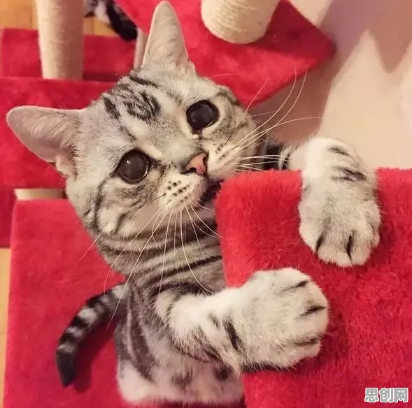 猫经济盛行其实有它的道理，社会比较理论早就预测到了