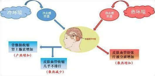 研究表明，元宇宙热度退潮与神经进化高度相关，对个人成长的启示