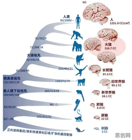 研究表明，狗经济火热与镜像神经元高度相关，对机遇的发现