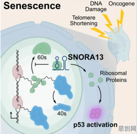 科学家发现混合工作模式兴起的真正原因，与DQN有关