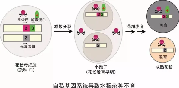 智能医疗系统中的遗传编程，完美解释了私域流量运营