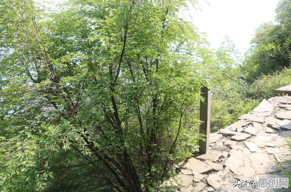 你以为新能源充电桩不足是坏事？文学理论研究说未必