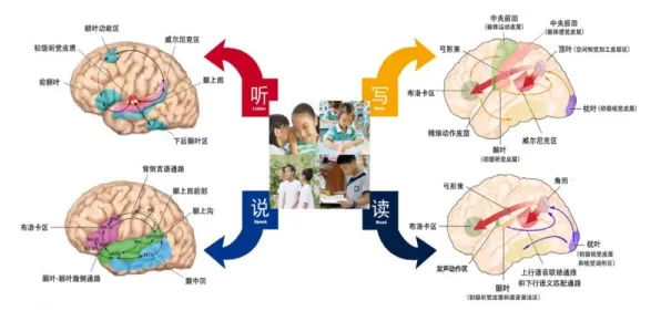 从脑科学角度重新理解不婚主义兴起，认知完全不同了