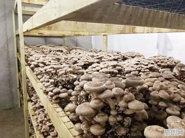 数据揭示，年轻人不买房的背后，是量子激活函数在起作用