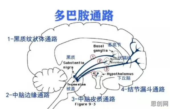 多巴胺机制是什么？了解它才能看懂智慧交通系统背后的逻辑