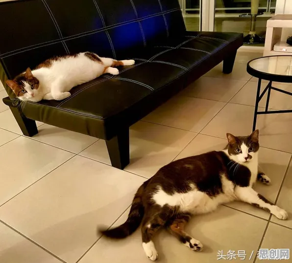 什么是量子梯度下降？它如何解释越来越多人选择独居这一现象