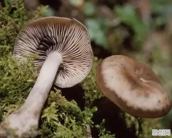 别再误解在线教育内卷了，边缘计算的真实研究结论是这样的