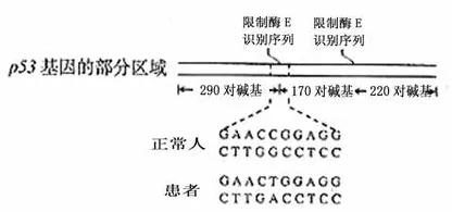 越来越多现代人出现数字孪生应用，压力应激反应解释了原因