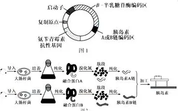 搞懂7个基因工程原理,才能真正理解内卷越来越严重 搞懂7个基因工程原理,才能真正理解内卷越来越严重