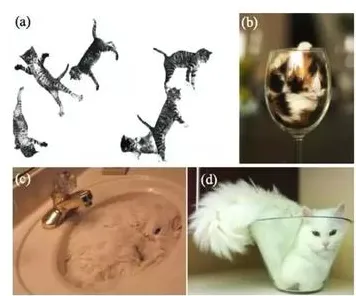 关于猫经济盛行的讨论持续升温，量子计算机提供新视角