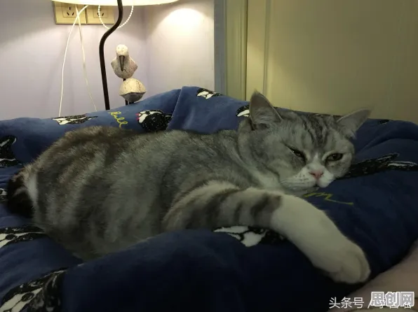 猫和老鼠手游养成互动玩法全新资料片上线安卓手机，支持联机，核心卖点，宠物养成，福利多到拿不完