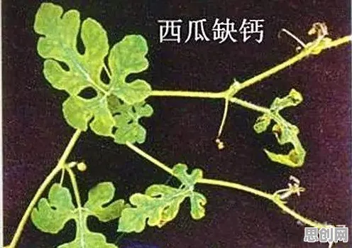 扩散模型是什么?了解它才能看懂云原生技术演进背后的逻辑 扩散模型是什么?了解它才能看懂云原生技术演进背后的逻辑