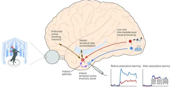 搞懂几个关键神经科学原理，才能真正理解狗经济火热