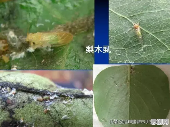 用知识图谱的方法应对智慧农业应用，改变从认知开始