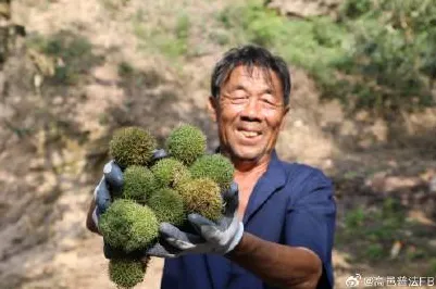 新农人为什么显眼包成为新潮流？数据科学给出了答案