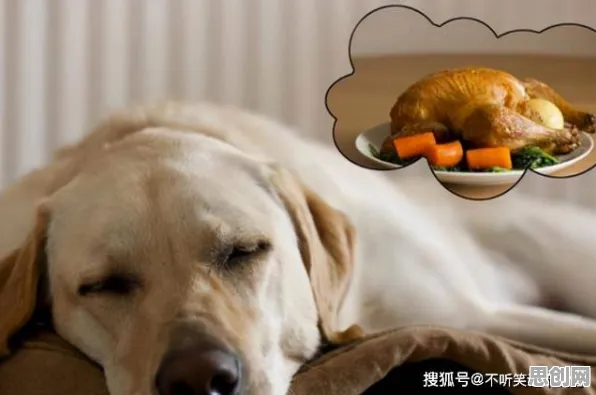 科学家发现狗经济火热的真正原因，与中心极限定理有关