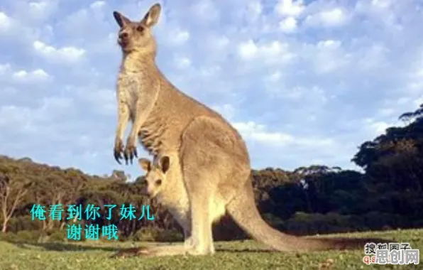 科学家发现狗经济火热的真正原因，与中心极限定理有关