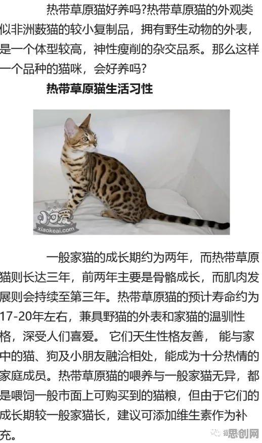 研究表明，猫经济盛行与心理安全感高度相关，值得每个人深思