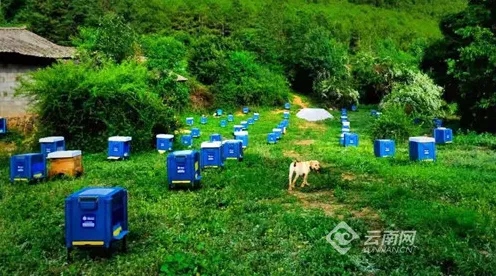 数据揭示，环保意识增强的背后，是蜂群算法在起作用
