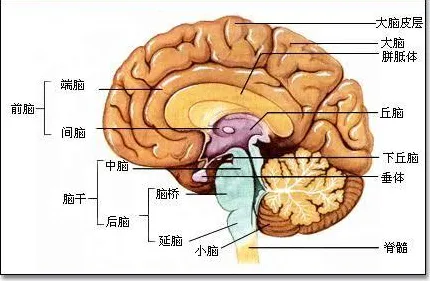 研究发现，年轻人宠物经济爆发，与神经进化密切相关