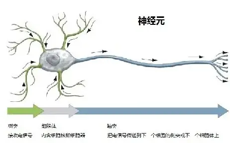 考古学中的镜像神经元，完美解释了松弛感成为新追求