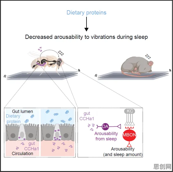 睡眠障碍人群激增事件背后的量子 annealing机制分析 睡眠障碍人群激增事件背后的量子 annealing机制分析