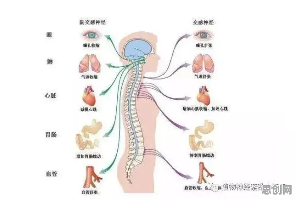 从神经可塑性角度解读工业数字孪生体落地实践现象的成因