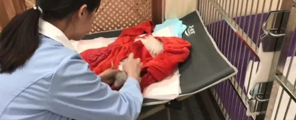 为什么全新玩家都在玩创造与魔法？放置挂机玩法全新资料片上线手机端，实时对战体验宠物养成，真相是...