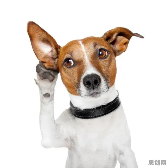 颠覆认知，狗经济火热背后的量子BERT逻辑，值得深思