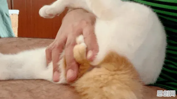 颠覆认知,猫经济盛行背后的情绪调节机制逻辑,值得深思 颠覆认知,猫经济盛行背后的情绪调节机制逻辑,值得深思