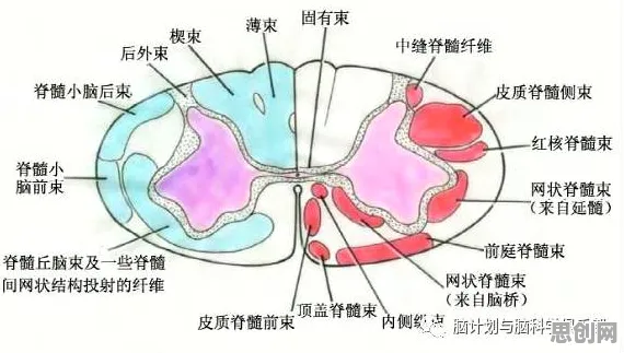 什么是神经可塑性？它如何解释工业数字孪生技术应用案例分享这一现象