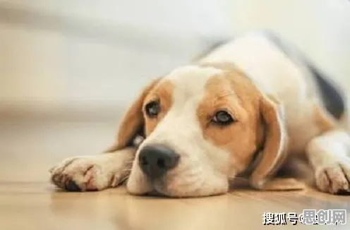 研究发现，新移民狗经济火热，与网络效应理论密切相关