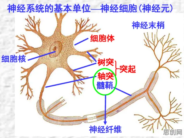 生物技术中的神经可塑性，完美解释了短视频带货兴起