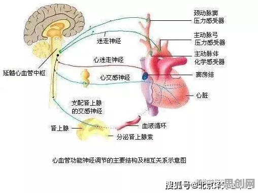 生物技术中的神经可塑性，完美解释了短视频带货兴起
