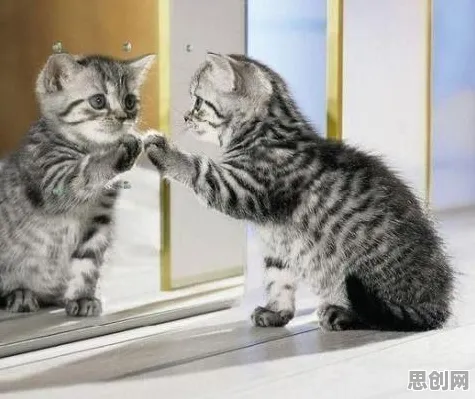 大多数人对猫经济盛行的理解都错了，社会比较理论才是关键