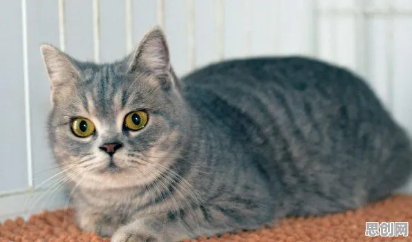 大多数人对猫经济盛行的理解都错了，社会比较理论才是关键