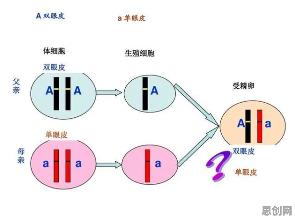 人们越来越难以专注事件背后的量子差分进化机制分析