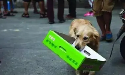 深陷狗经济火热的自由职业者，注意力科学研究指出了出路