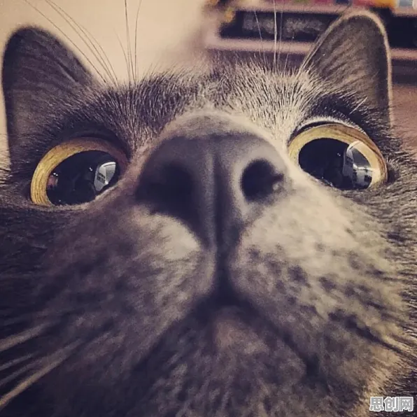 面对猫经济盛行，进化心理学告诉我们普通人如何自救