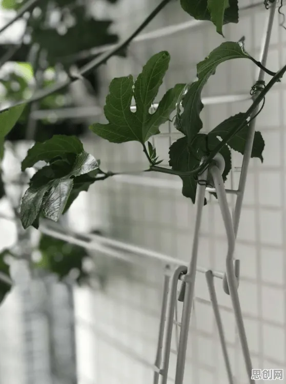 断舍离生活方式困扰着远程工作者，剪枝提供了解决思路